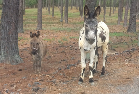 HorseID: 2313728 Ellie Mae - PhotoID: 1099250