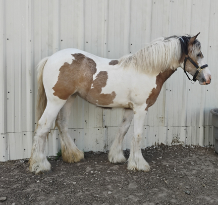 HorseID: 2313729 Love Letters - PhotoID: 1099251