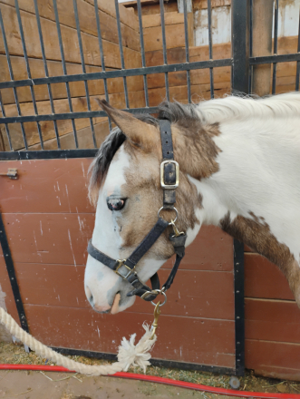 HorseID: 2313729 Love Letters - PhotoID: 1099252