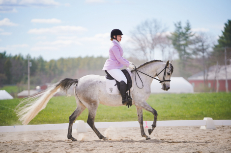HorseID: 2313730 Vanguard Windsong - PhotoID: 1099255