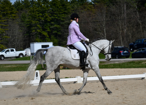 HorseID: 2313730 Vanguard Windsong - PhotoID: 1099256