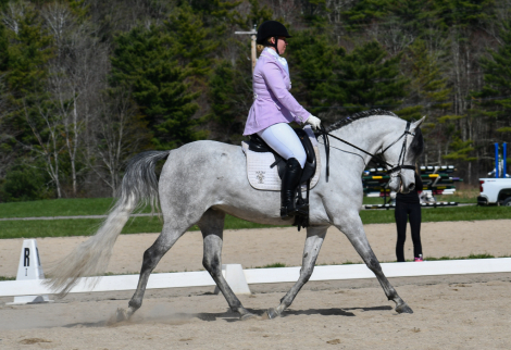 HorseID: 2313730 Vanguard Windsong - PhotoID: 1099257