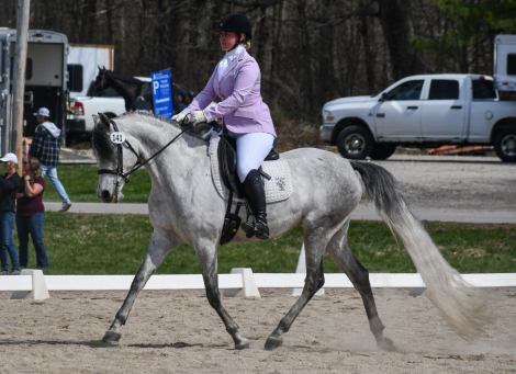 HorseID: 2313730 Vanguard Windsong - PhotoID: 1099258
