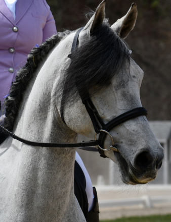 HorseID: 2313730 Vanguard Windsong - PhotoID: 1099259