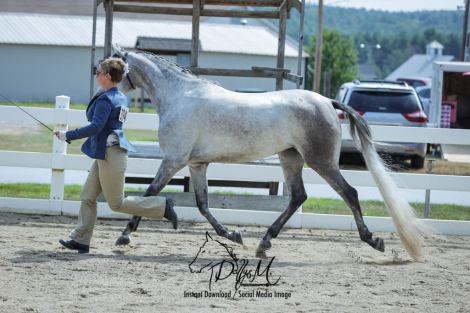 HorseID: 2313730 Vanguard Windsong - PhotoID: 1099260