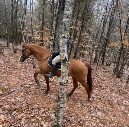 HorseID: 2313731 AE Air N Moon - PhotoID: 1099789
