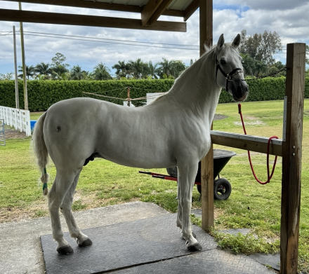 HorseID: 2313737 Vyp cazador - PhotoID: 1099489