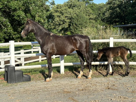 HorseID: 2313748 KWPN FENDRINI - PhotoID: 1099274