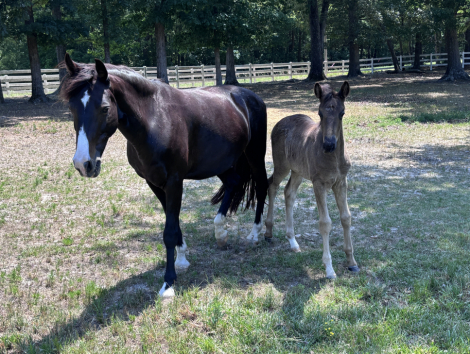 HorseID: 2313748 KWPN FENDRINI - PhotoID: 1099275