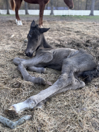 HorseID: 2313748 KWPN FENDRINI - PhotoID: 1099277