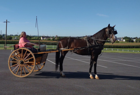 HorseID: 2313748 KWPN FENDRINI - PhotoID: 1099278