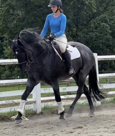HorseID: 2313748 KWPN FENDRINI - PhotoID: 1099279