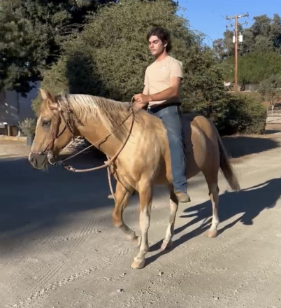HorseID: 2313749 Harley - PhotoID: 1099268