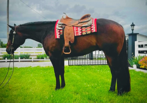 HorseID: 2313750 Baby Im Buyin - PhotoID: 1099280