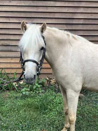 HorseID: 2313751 Snowball - PhotoID: 1099281