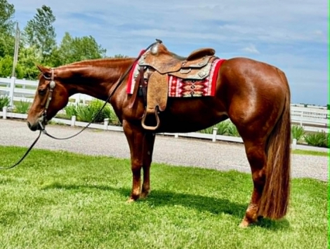 HorseID: 2313752 Made Marien - PhotoID: 1099282