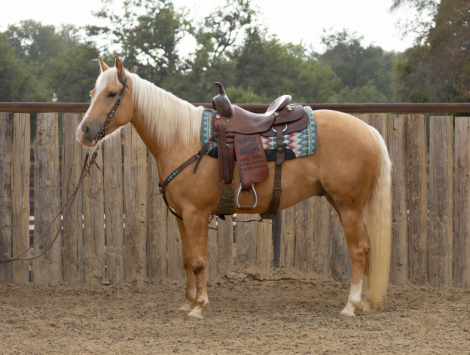 HorseID: 2313755 Canyon - PhotoID: 1099443