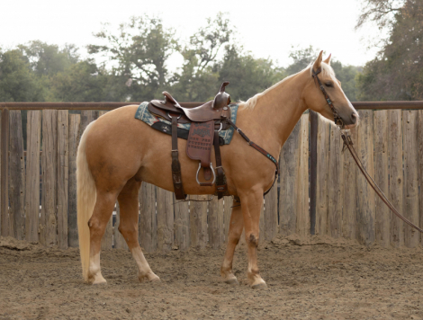 HorseID: 2313755 Canyon - PhotoID: 1099444