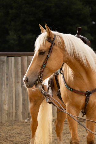 HorseID: 2313755 Canyon - PhotoID: 1099445