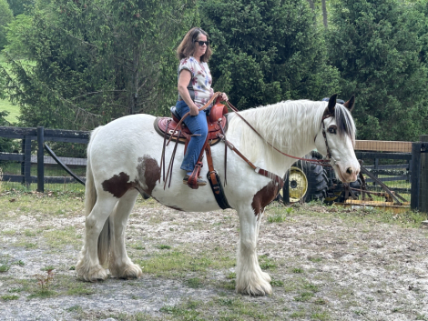 HorseID: 2313756 Pot of Gold  Rondevu. - PhotoID: 1099285