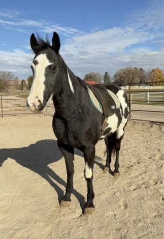 HorseID: 2313757 Delilah - PhotoID: 1099286