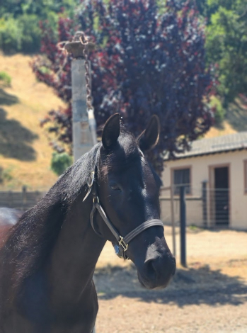 HorseID: 2313768 Helena BC - PhotoID: 1099298