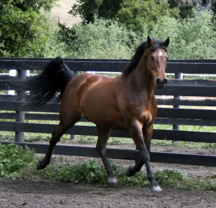 HorseID: 2313768 Helena BC - PhotoID: 1099299