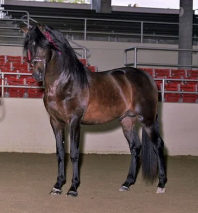 HorseID: 2313768 Helena BC - PhotoID: 1099300