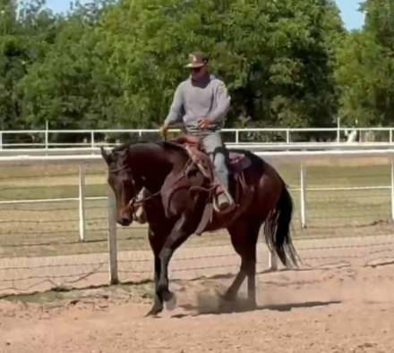 HorseID: 2313776 FDD LaCrema - PhotoID: 1099340
