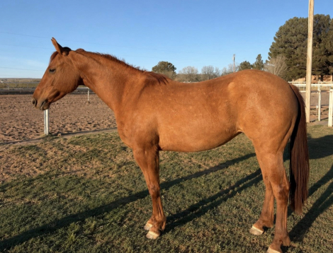 HorseID: 2313777 LQH Shiny Rey Breezy - PhotoID: 1099314
