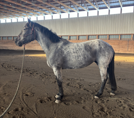HorseID: 2313784 Grundy - PhotoID: 1099313