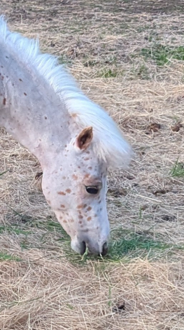 HorseID: 2313788 FC Rollen Cowboy - PhotoID: 1099317