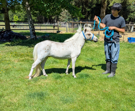HorseID: 2313788 FC Rollen Cowboy - PhotoID: 1099318