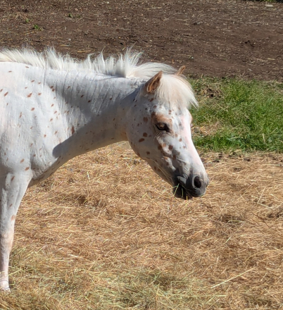 HorseID: 2313788 FC Rollen Cowboy - PhotoID: 1099319