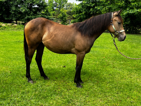 HorseID: 2313792 Tigerlilly - PhotoID: 1099323