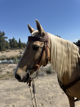 HorseID: 2313793 Rosie - PhotoID: 1099324