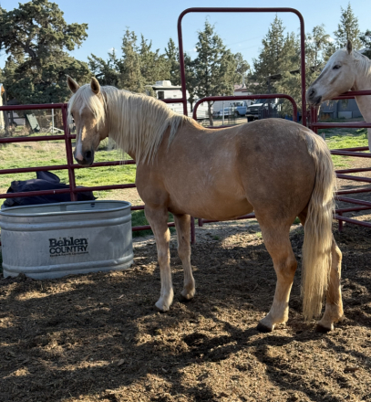 HorseID: 2313793 Rosie - PhotoID: 1099325
