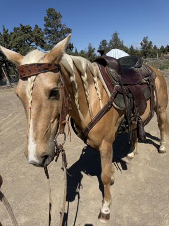 HorseID: 2313793 Rosie - PhotoID: 1099326