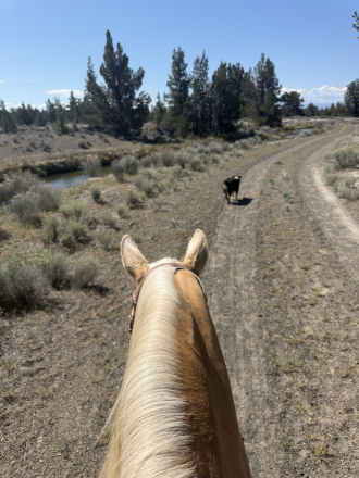 HorseID: 2313793 Rosie - PhotoID: 1099327