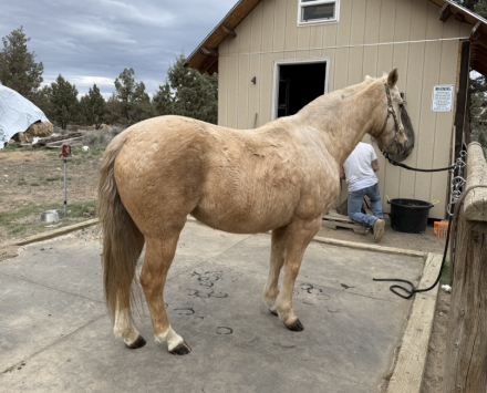 HorseID: 2313793 Rosie - PhotoID: 1099328