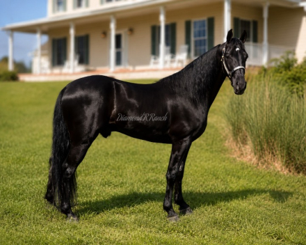 HorseID: 2313795 Charlies Country Boy - PhotoID: 1099329