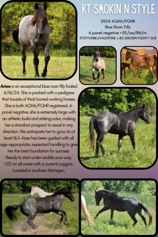 HorseID: 2313797 KT SMOKIN N STYLE - PhotoID: 1099330