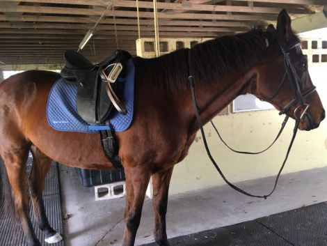 HorseID: 2313798 Jin - PhotoID: 1099331