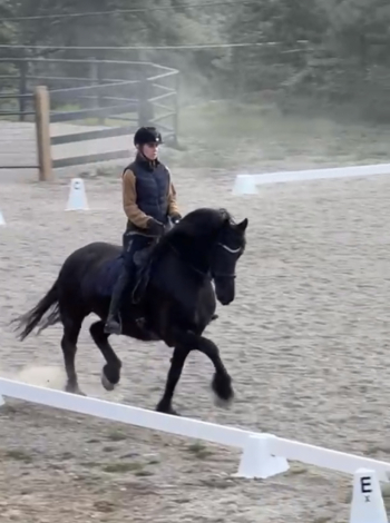 HorseID: 2313799 Jacobien fan e Goengamieden - PhotoID: 1099386