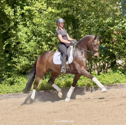 HorseID: 2313802 Vito HW at www.HWfarm.com - PhotoID: 1099336