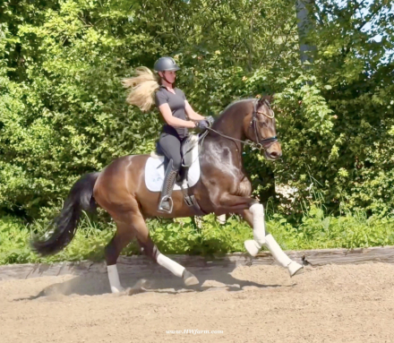 HorseID: 2313802 Vito HW at www.HWfarm.com - PhotoID: 1099337