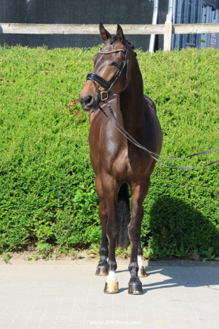 HorseID: 2313802 Vito HW at www.HWfarm.com - PhotoID: 1099338