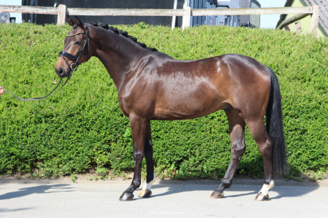HorseID: 2313802 Vito HW at www.HWfarm.com - PhotoID: 1099339
