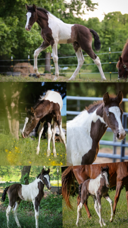 HorseID: 2313813 Meech - PhotoID: 1099343
