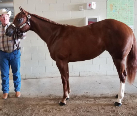 HorseID: 2313816 Miss Execute Kid - PhotoID: 1099350